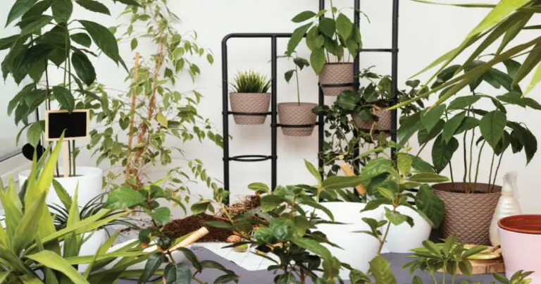 Indoor Gardening