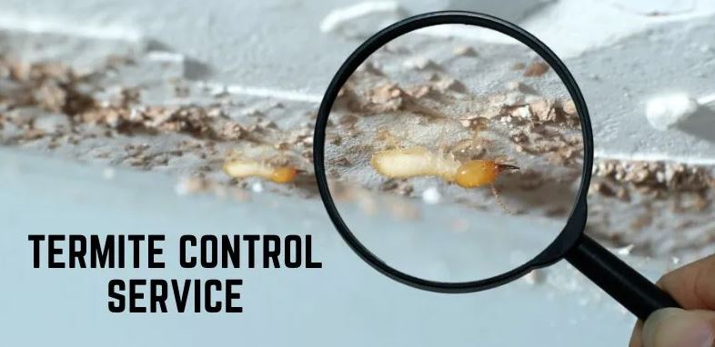 The Essentials of Termite Control Services