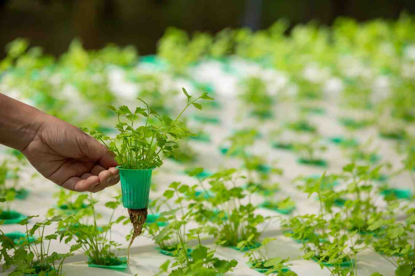 M.Sc. Agriculture 2026: Eligibility, Career & Scope
