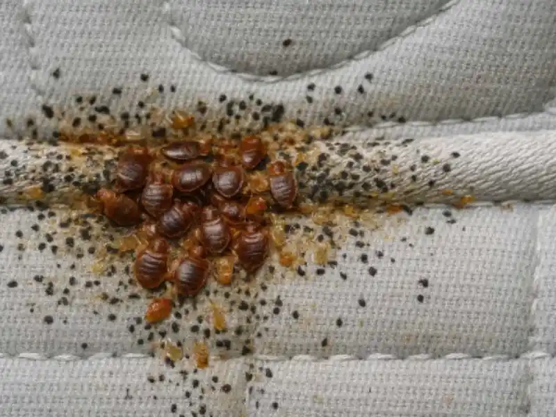 The Best Pest Control Company in Abu Dhabi for Bedbugs?