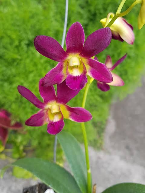 Caring for Your Dendrobium Morning Sun Orchid
